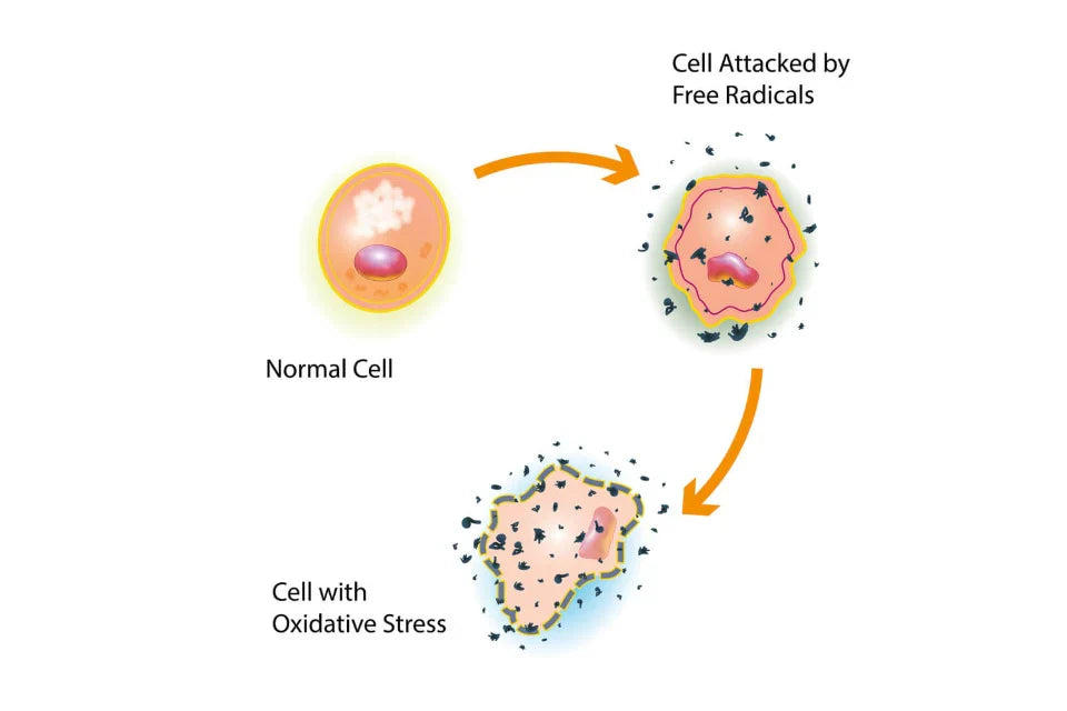 Free Radicals